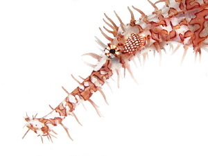"Harlekin Ghostpipefish"
 by Henry Jager 